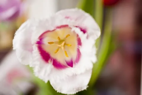 Tulips in the spring Stock Photos