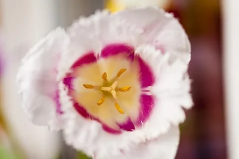Tulips in the spring Stock Photos