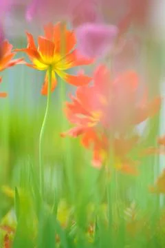 Tulips in spring Stock Photos