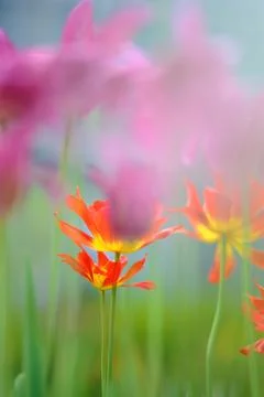 Tulips in spring Stock Photos