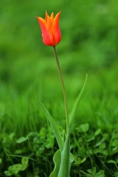 Tulips in spring Stock Photos