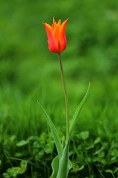 Tulips in spring Stock Photos