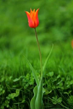 Tulips in spring Stock Photos