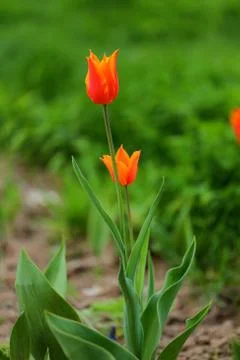 Tulips in spring Stock Photos