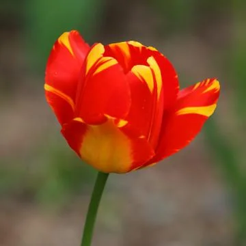 Tulips in spring Stock Photos