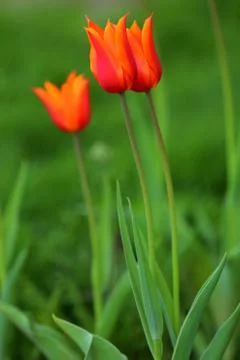 Tulips in spring Foto stock