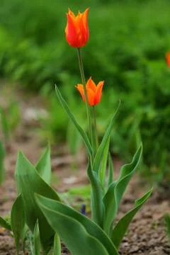 Tulips in spring Foto stock