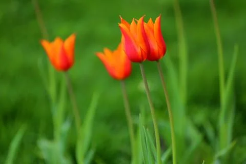 Tulips in spring Stock Photos