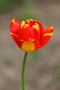 Tulips in spring Stock Photos
