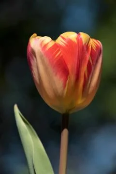 Tulips in the Spring Stock Photos