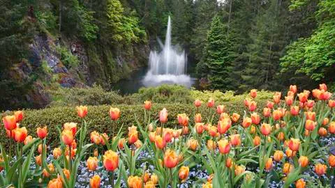 Tulips in the Spring. Stock Photos