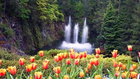 Tulips in the Spring. Stock Photos