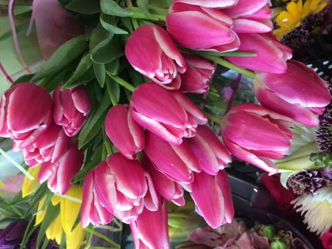 Tulips for spring Foto stock