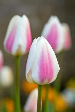 Tulips in Spring Stock Photos