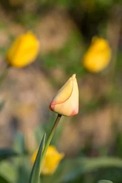 Tulips in Spring Stock Photos