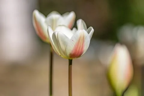 Tulips in Spring Stock Photos
