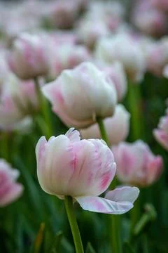 Tulips in Spring Stock Photos