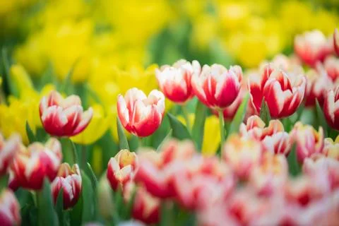 Tulips in spring sun in the garden Stock Photos