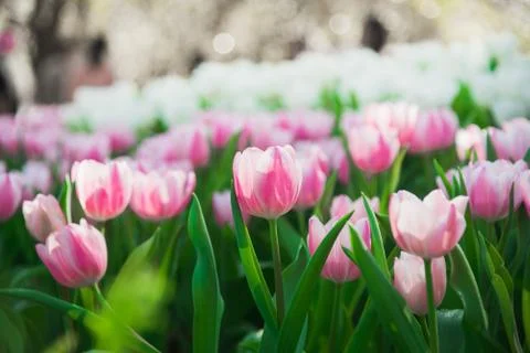 Tulips in spring sun Foto stock