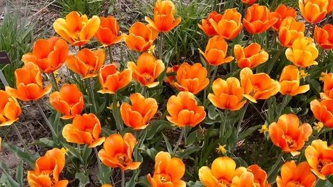Tulips in the spring in Toronto Canada Stock Footage 89705733