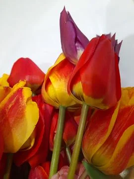 Tulips. Spring tulips on a light background. Background for a greeting card Stock Photos