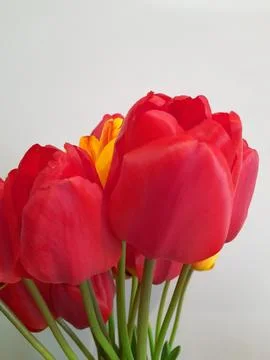 Tulips. Spring tulips on a light background. Background for a greeting card Stock Photos