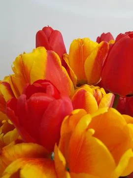 Tulips. Spring tulips on a light background. Background for a greeting card Foto stock