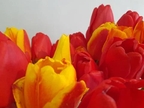 Tulips. Spring tulips on a light background. Background for a greeting card Stock Photos