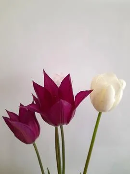 Tulips. Spring tulips on a light background. Background for a greeting card Foto stock