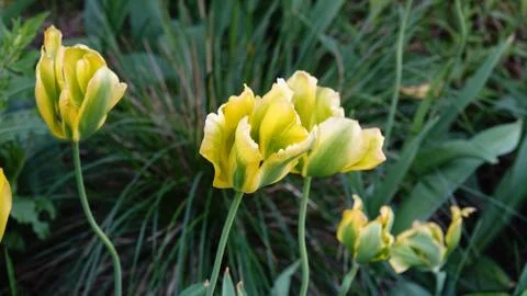 Tulips in springtime. Stock Photos