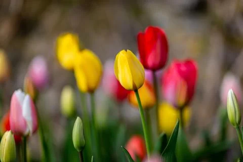 Tulips in Springtime Stock Photos