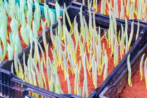 Tulips sprout Stock Photos