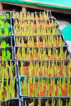 Tulips sprout Stock Photos