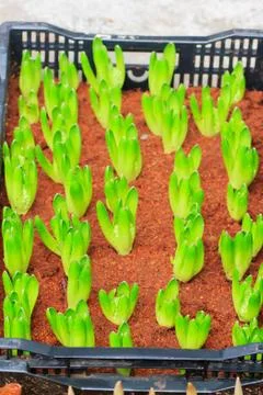 Tulips sprout Stock Photos