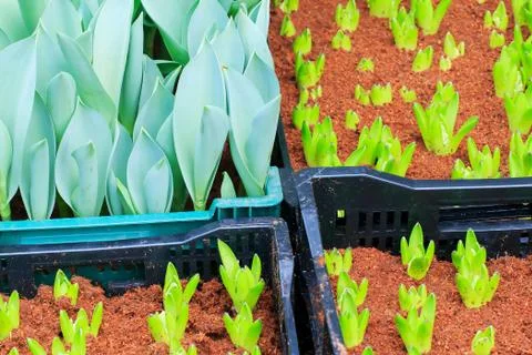 Tulips sprout Stock Photos