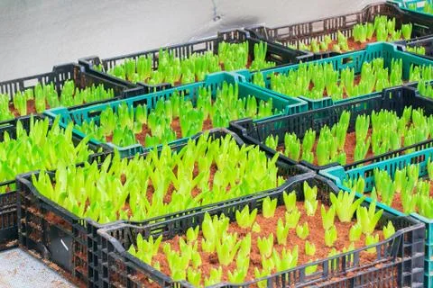 Tulips sprout Stock Photos