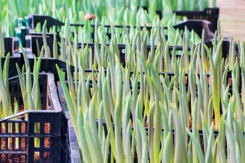 Tulips sprout Stock Photos