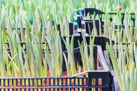 Tulips sprout Stock Photos