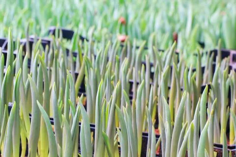 Tulips sprout Stock Photos