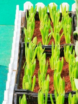 Tulips sprout Foto stock
