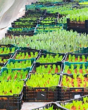 Tulips sprout Foto stock