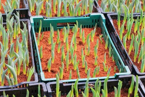 Tulips sprout Stock Photos