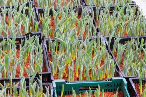 Tulips sprout Stock Photos