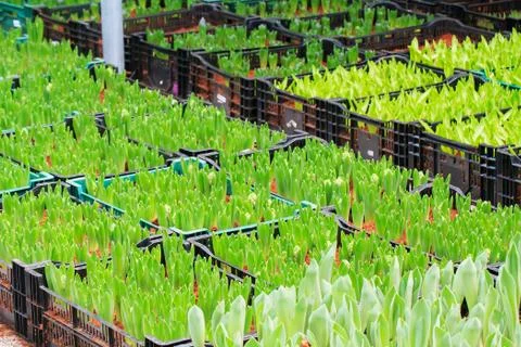 Tulips sprout Foto stock