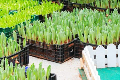 Tulips sprout Stock Photos