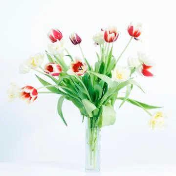 Tulips square Foto stock