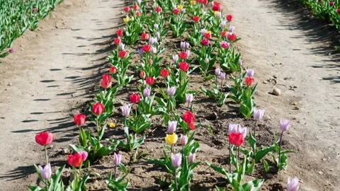 Tulips stagger in wind growing in rows on sunny day Vidéo 219365439