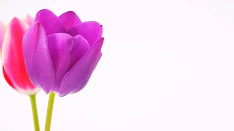 Tulips still life backdrop Stock Footage 106296675