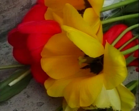 Tulips on a stone Stock Footage 557426