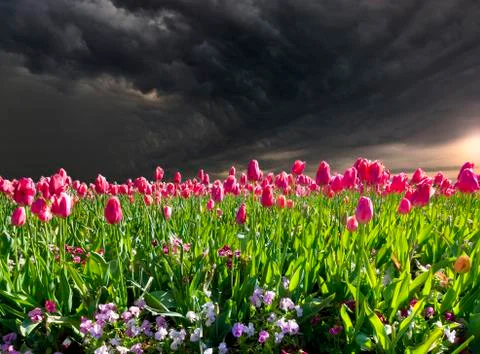 Tulips Before the Storm 스톡 사진